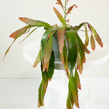Rhipsalis Ramulosa ‘Mistletoe Cactus’ 13cm Pot Collection No.36 |My Jungle Home|