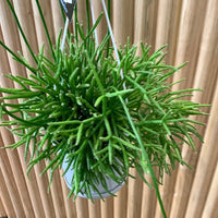Rhipsalis Teres F. Prismatica ‘Mistletoe Cactus’ 13cm Pot Collection No.13 |My Jungle Home|