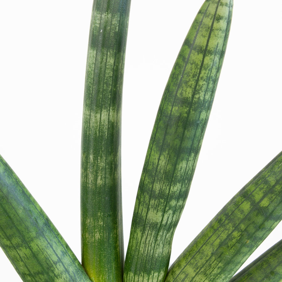 Sansevieria Boncel ‘Fingers’ 13cm pot |My Jungle Home|