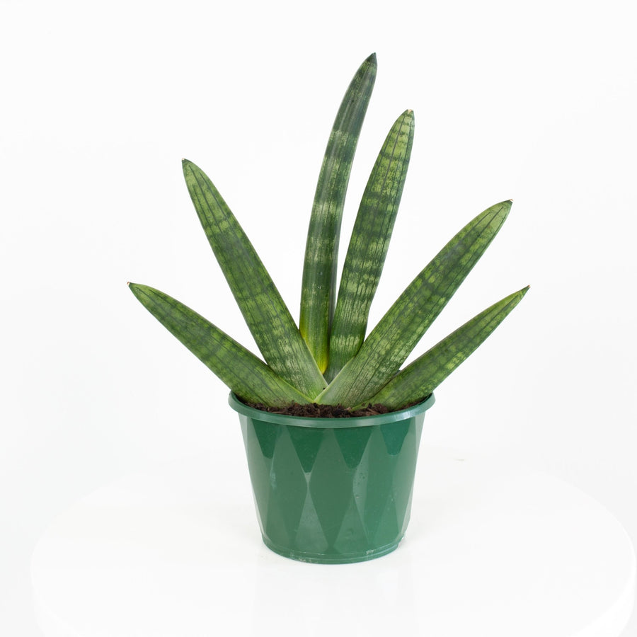 Sansevieria Boncel ‘Fingers’ 13cm pot |My Jungle Home|