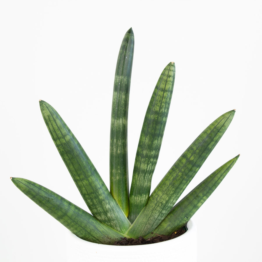 Sansevieria Boncel ‘Fingers’ 13cm pot |My Jungle Home|