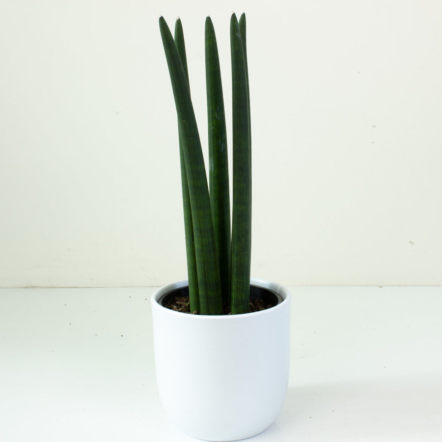 Sansevieria Cylindrica 17cm Pot |My Jungle Home|