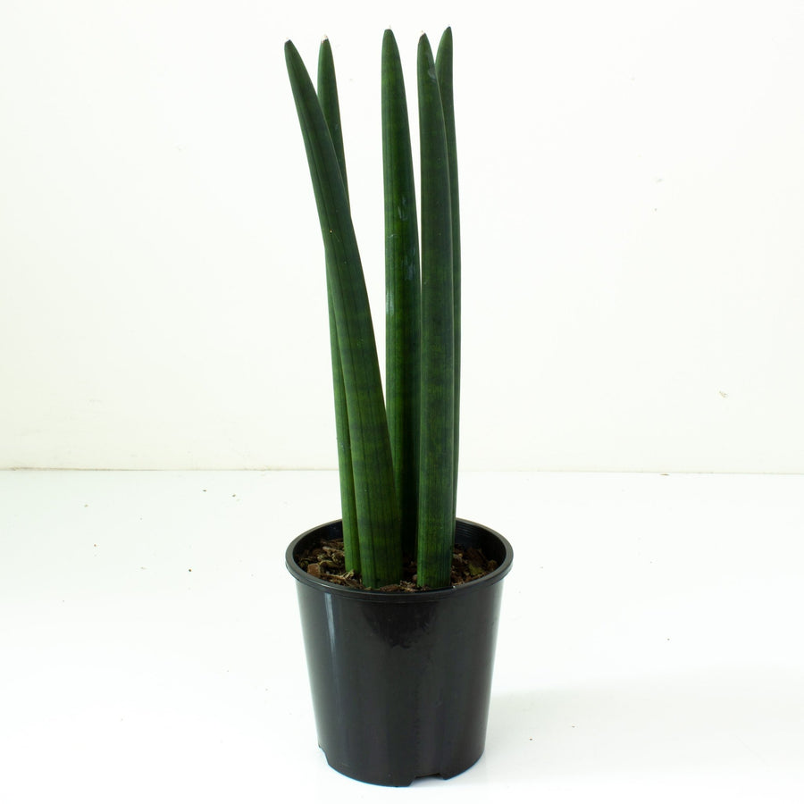 Sansevieria Cylindrica 17cm Pot |My Jungle Home|