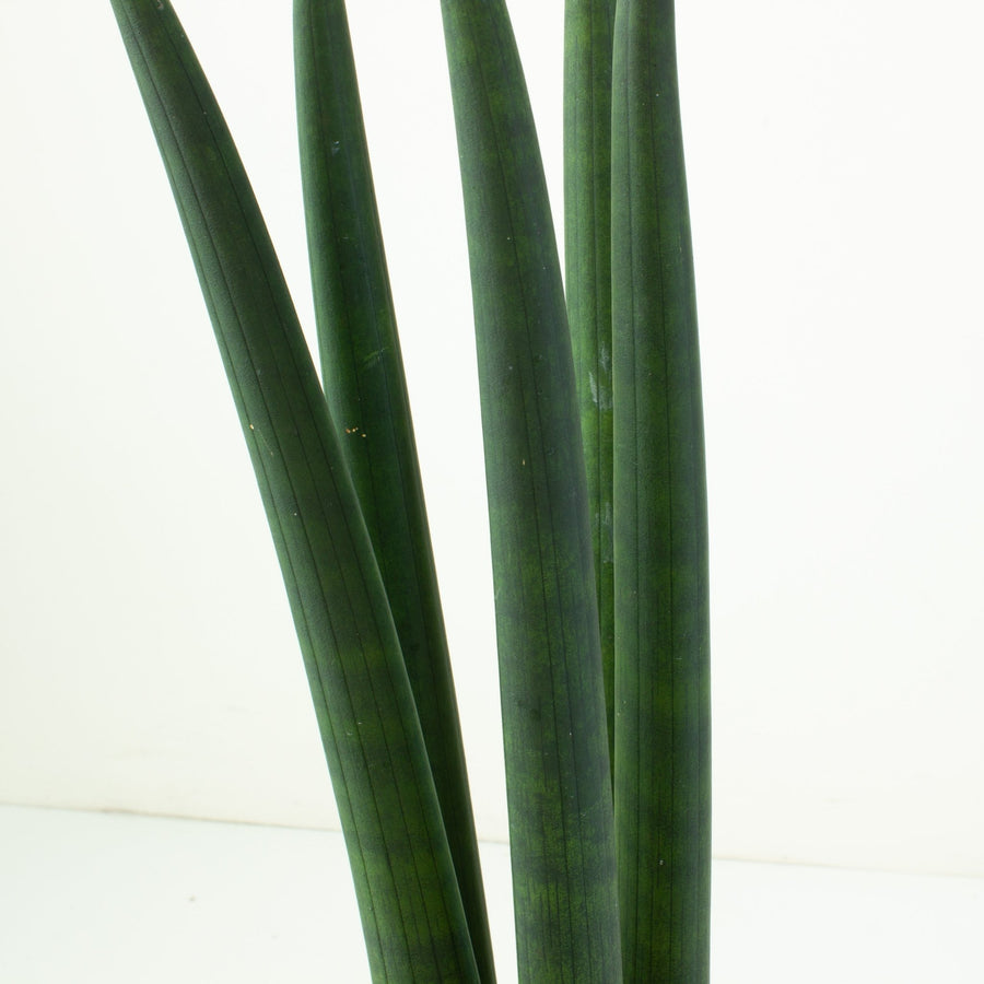 Sansevieria Cylindrica 17cm Pot |My Jungle Home|