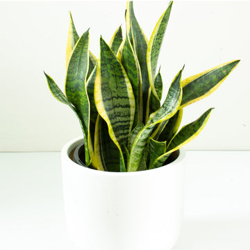 Sansevieria 'Futura Superba' 20cm pot |My Jungle Home|