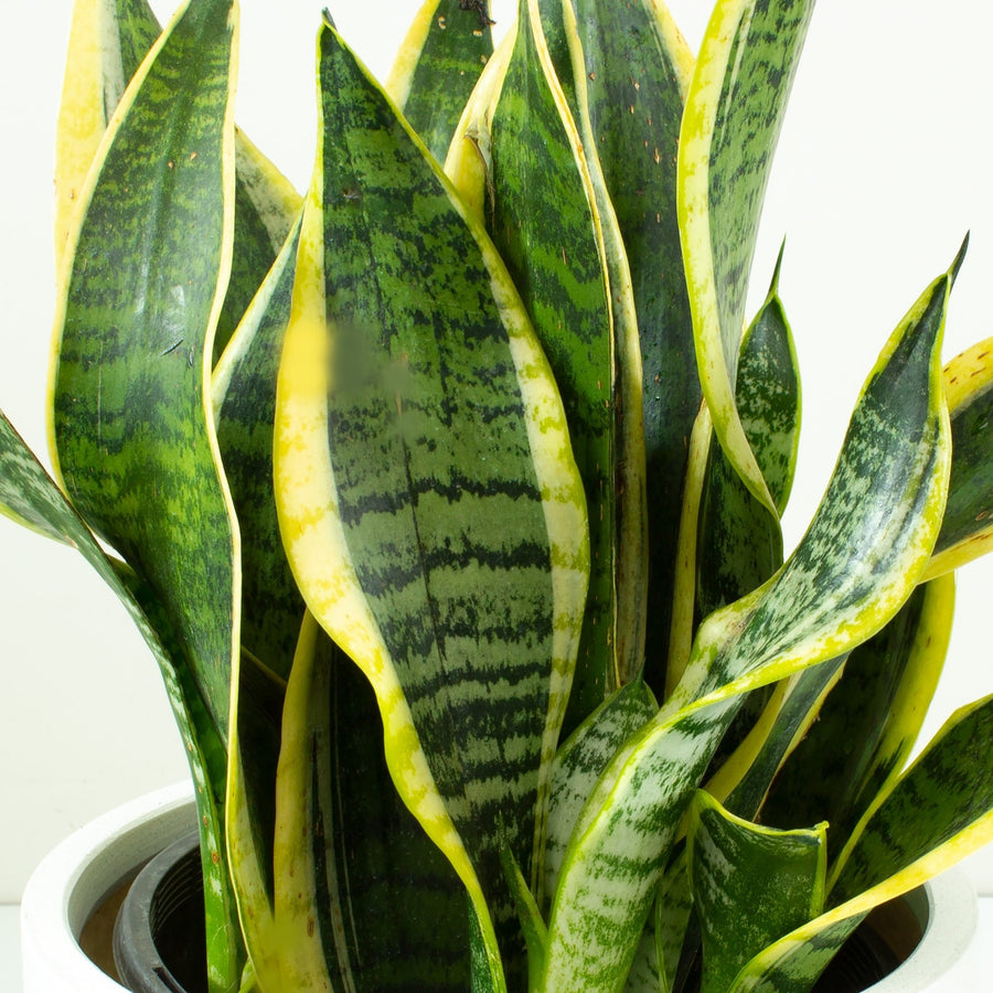 Sansevieria 'Futura Superba' 20cm pot |My Jungle Home|