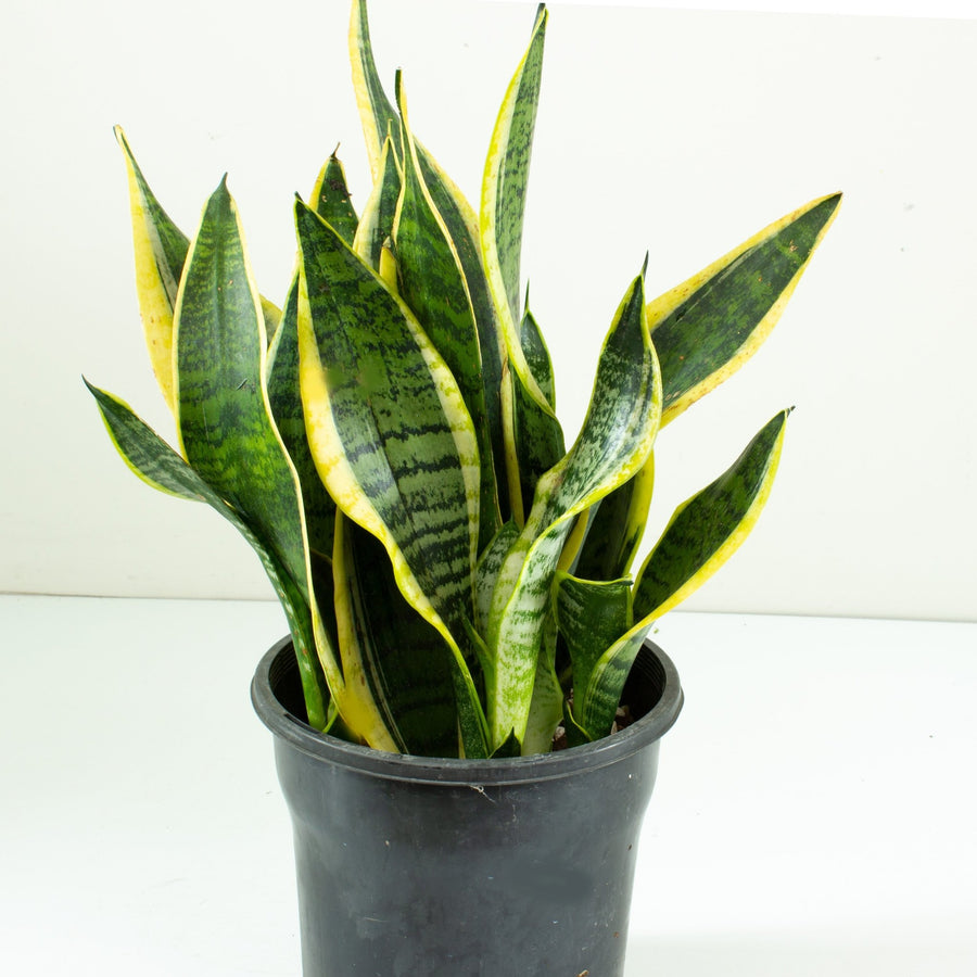 Sansevieria 'Futura Superba' 20cm pot |My Jungle Home|