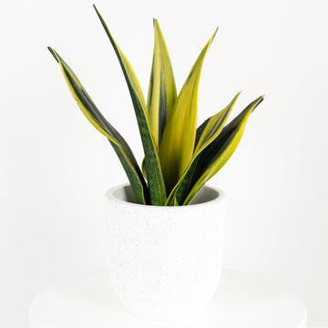 Sansevieria Golden Flame 13cm pot |My Jungle Home|