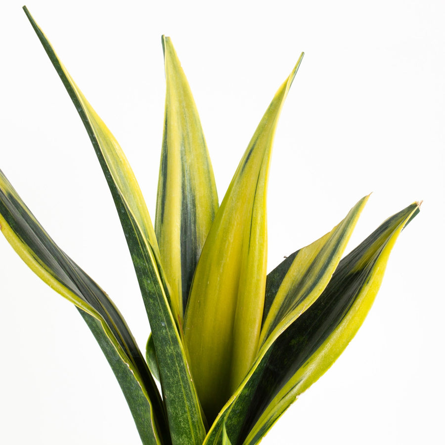 golden flame snake plant Buy Sansevieria Golden Flame Indoor Plant 13cm Pot