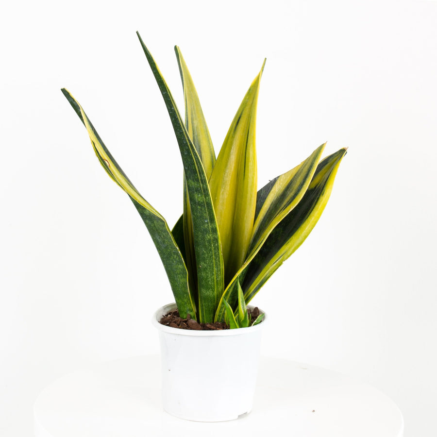 Sansevieria Golden Flame 13cm pot |My Jungle Home|