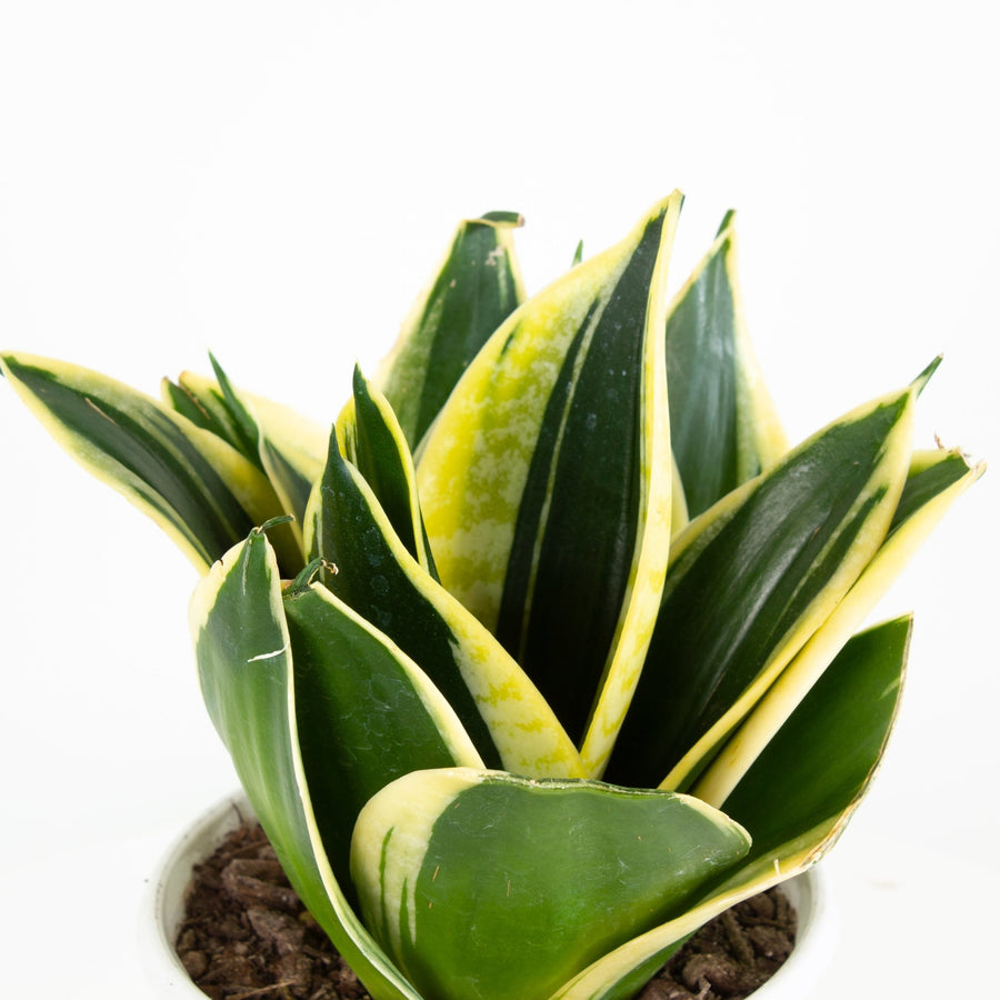 Sansevieria Hahnii 'Lotus' 13cm pot |My Jungle Home|