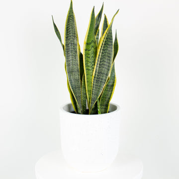 Sansevieria Laurentii ‘Snake Plant’ 18cm pot |My Jungle Home|