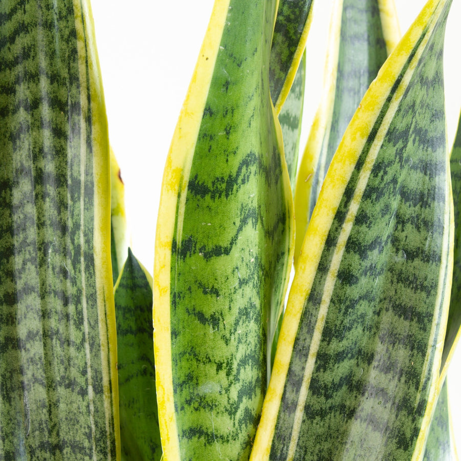 Sansevieria Laurentii ‘Snake Plant’ 18cm pot |My Jungle Home|