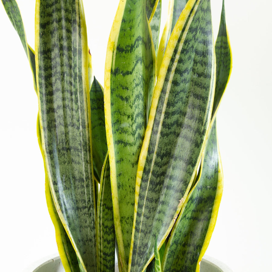 Sansevieria Laurentii ‘Snake Plant’ 18cm pot |My Jungle Home|