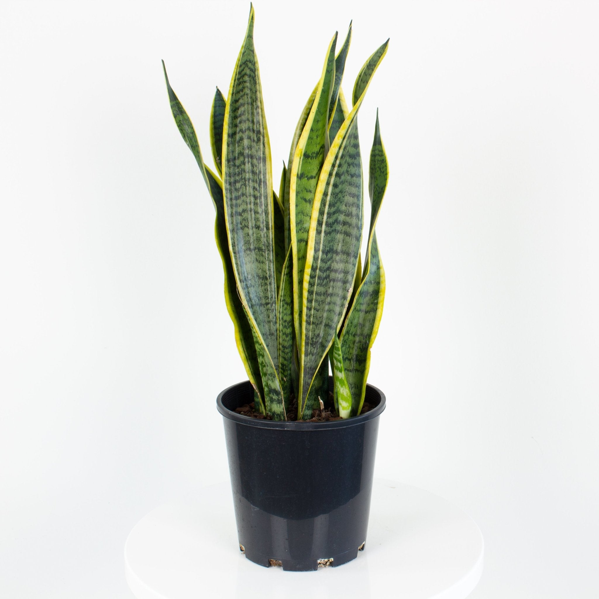 Sansevieria Laurentii 'Snake Plant' 15cm pot – My Jungle Home