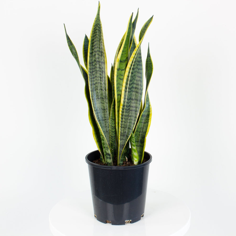 Sansevieria Laurentii ‘Snake Plant’ 18cm pot |My Jungle Home|