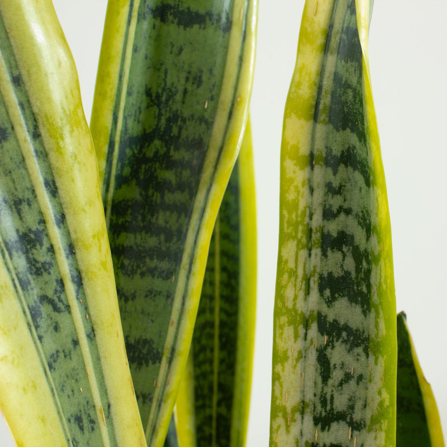 Sansevieria Laurentii ‘Snake Plant’ 20cm pot |My Jungle Home|