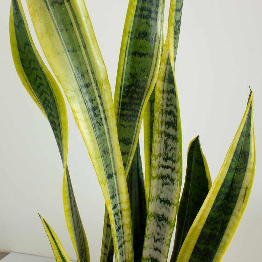 Sansevieria Laurentii ‘Snake Plant’ 20cm pot |My Jungle Home|