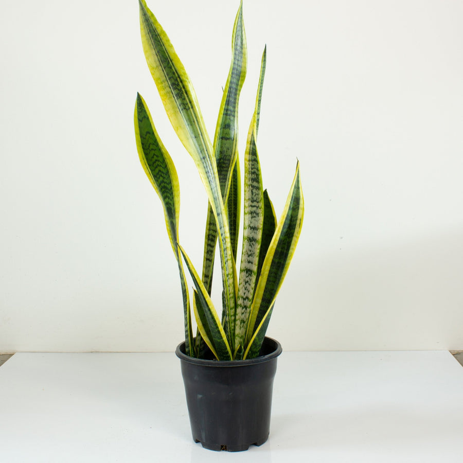 Sansevieria Laurentii ‘Snake Plant’ 20cm pot |My Jungle Home|