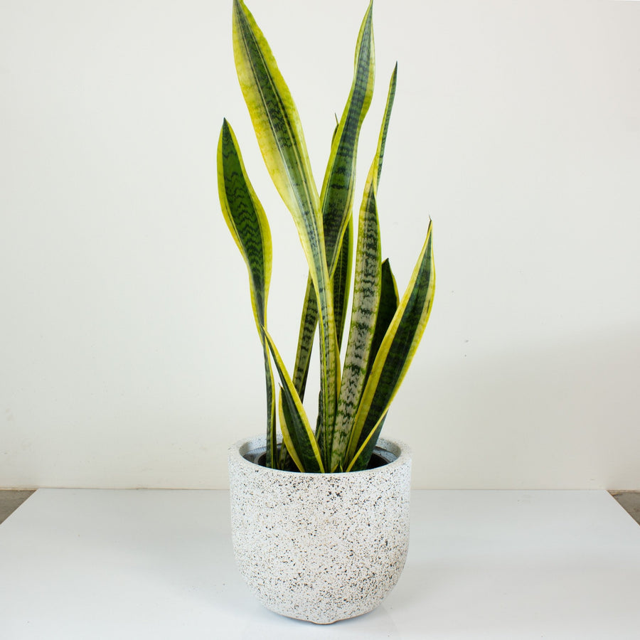 Sansevieria Laurentii ‘Snake Plant’ 20cm pot |My Jungle Home|