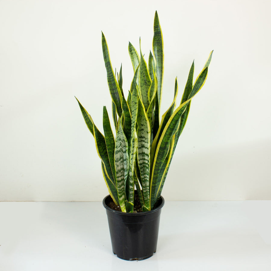 Sansevieria Laurentii ‘Snake Plant’ 25cm pot |My Jungle Home|