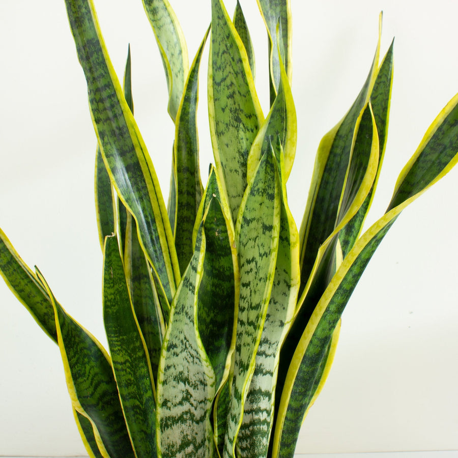 Sansevieria Laurentii ‘Snake Plant’ 25cm pot |My Jungle Home|