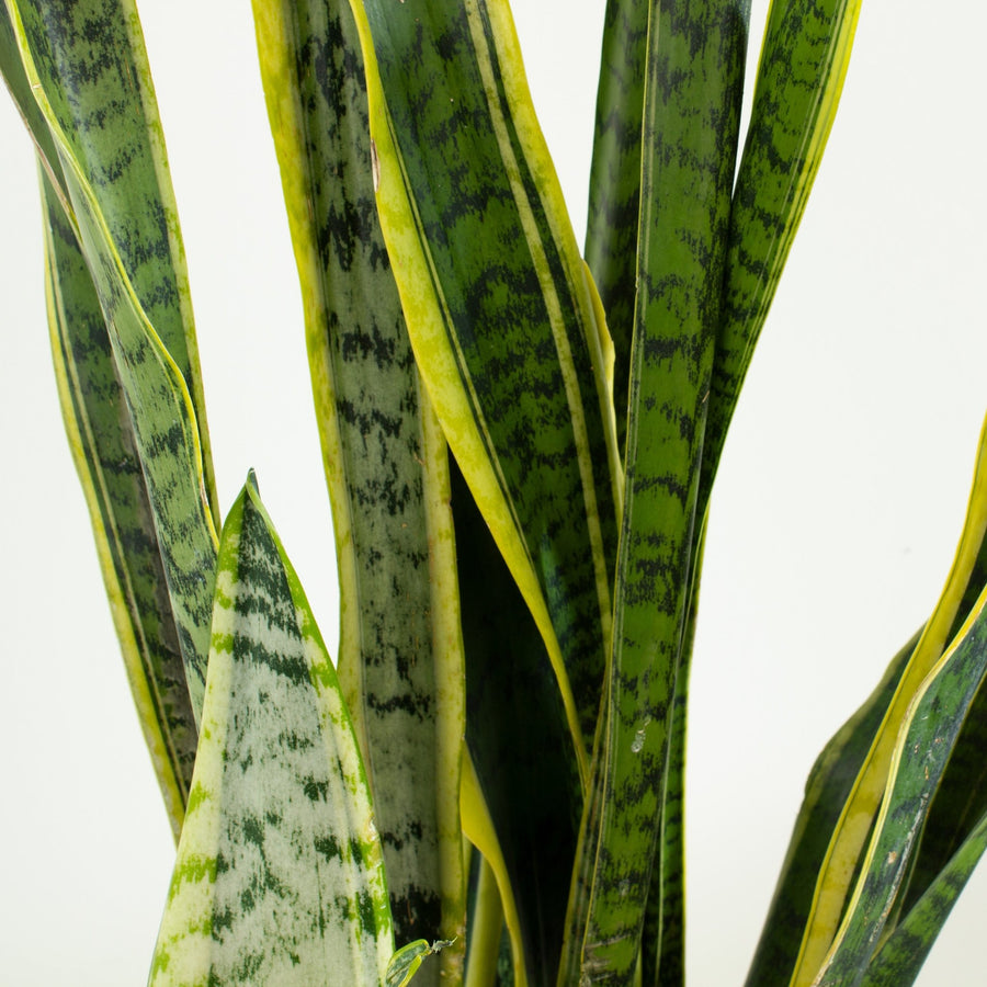 Sansevieria Laurentii ‘Snake Plant’ 30cm pot |My Jungle Home|