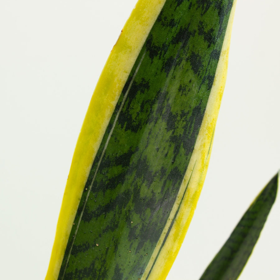 Sansevieria Laurentii ‘Snake Plant’ 30cm pot |My Jungle Home|