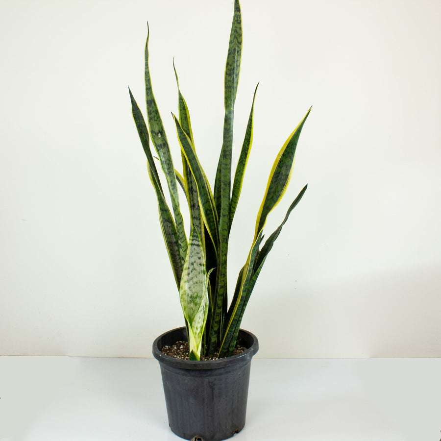Sansevieria Laurentii ‘Snake Plant’ 30cm pot |My Jungle Home|