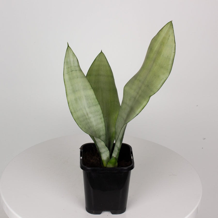 Sansevieria Moonshine ‘Snake Plant’ 9cm pot |My Jungle Home|