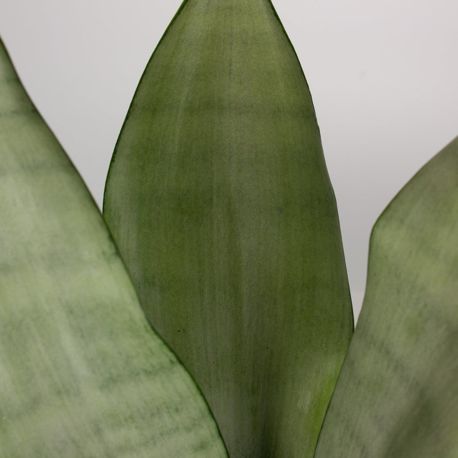 Sansevieria Moonshine ‘Snake Plant’ 9cm pot |My Jungle Home|