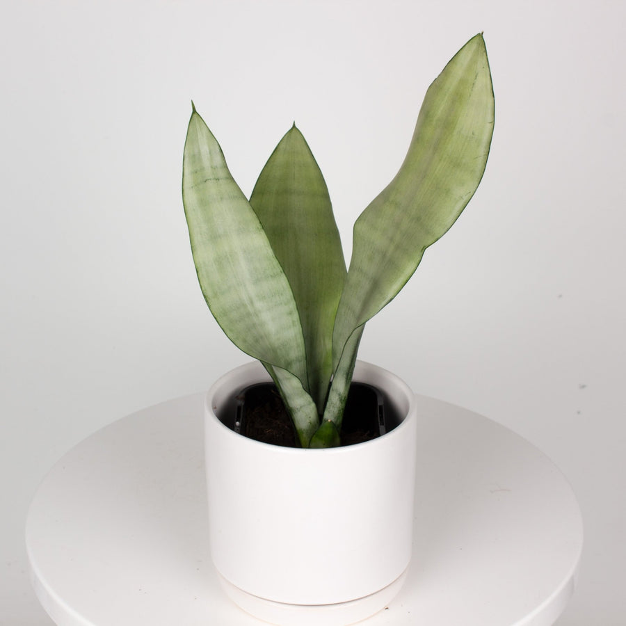 Sansevieria Moonshine ‘Snake Plant’ 9cm pot |My Jungle Home|