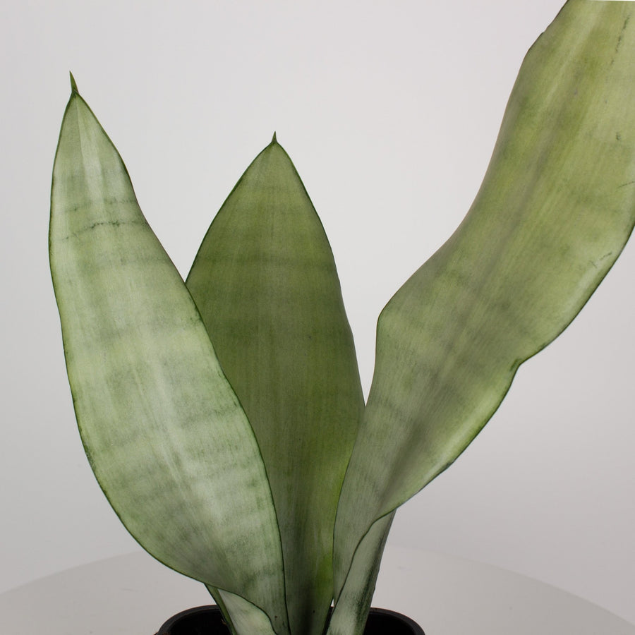 Sansevieria Moonshine ‘Snake Plant’ 9cm pot |My Jungle Home|