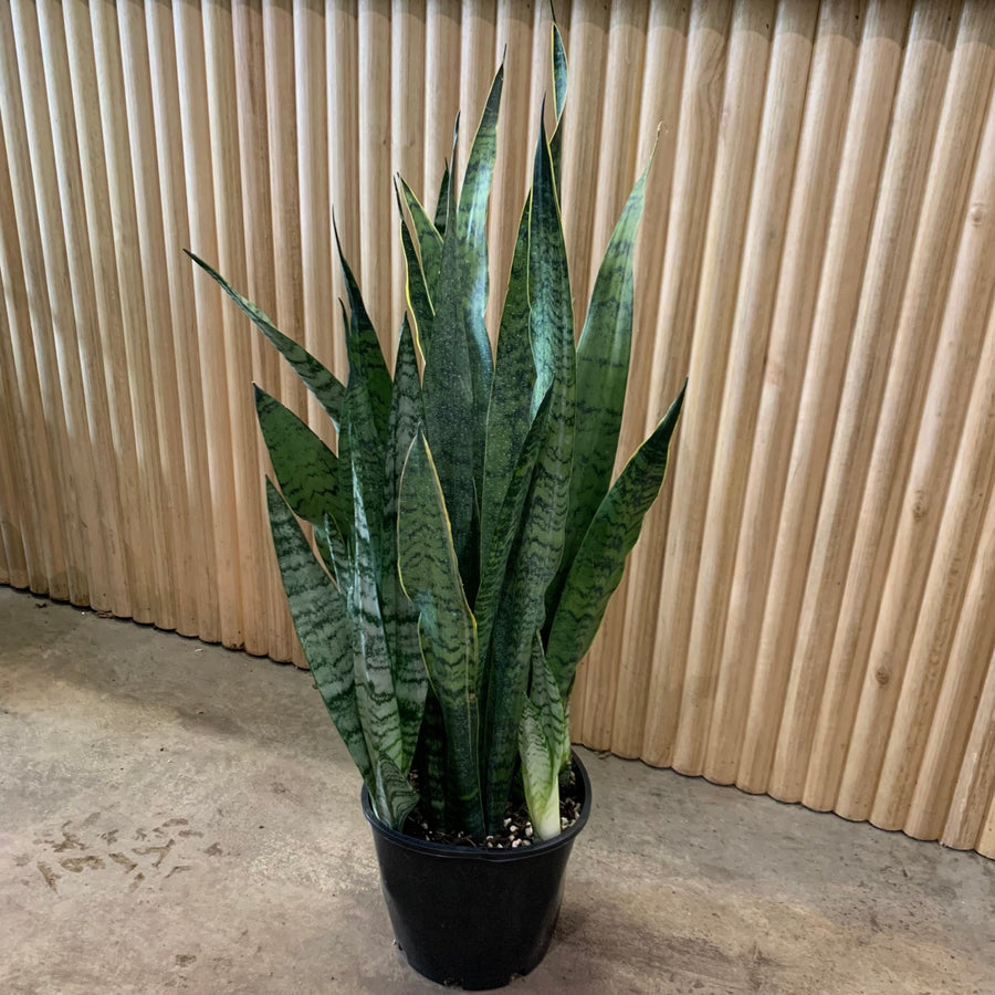 zeylanica snake plant Sansevieria Zeylanica 'Snake Plant' 20cm pot – My Jungle Home
