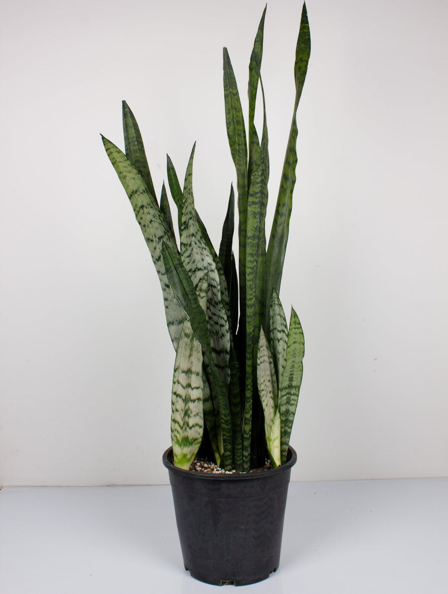 Sansevieria Zeylanica ‘Snake Plant’ 25cm pot |My Jungle Home|