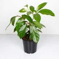 Schefflera Alpine Junior 'Umbrella Plant' 20cm pot |My Jungle Home|