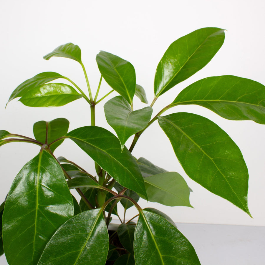 Schefflera Alpine Junior 'Umbrella Plant' 20cm pot |My Jungle Home|