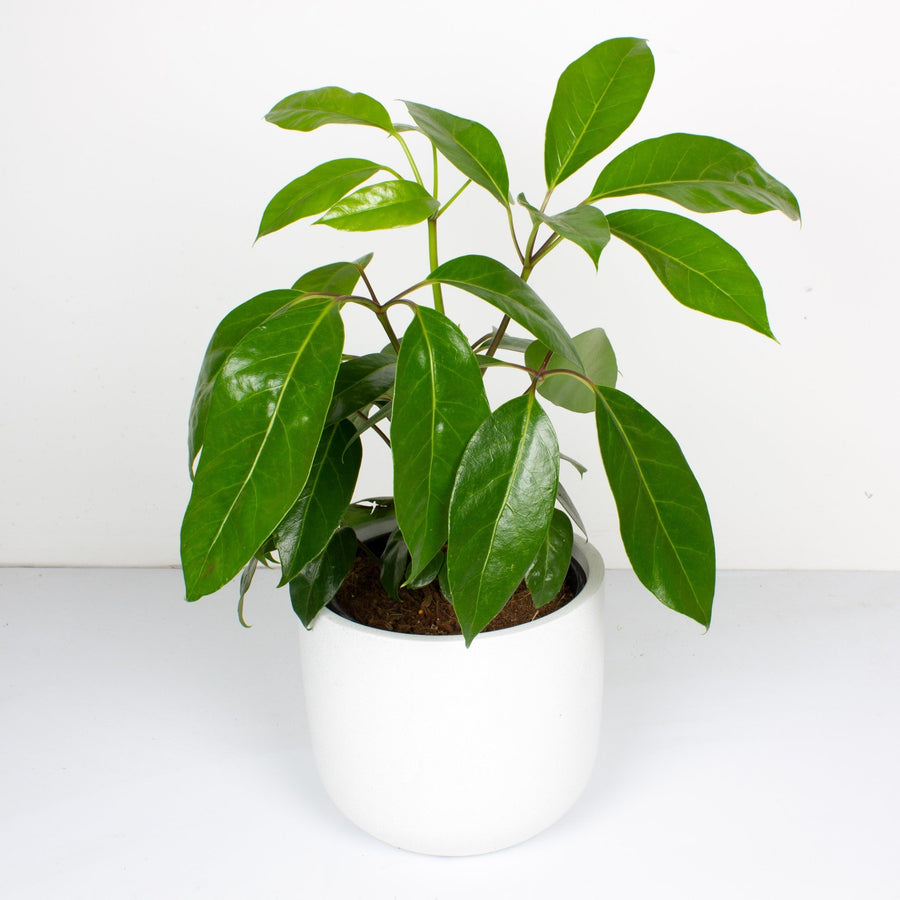 Schefflera Alpine Junior 'Umbrella Plant' 20cm pot |My Jungle Home|
