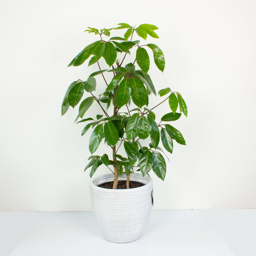 Schefflera Amate 'Umbrella Plant' 25cm pot (100+cm tall) |My Jungle Home|