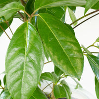 Schefflera Amate 'Umbrella Plant' 25cm pot (100+cm tall) |My Jungle Home|