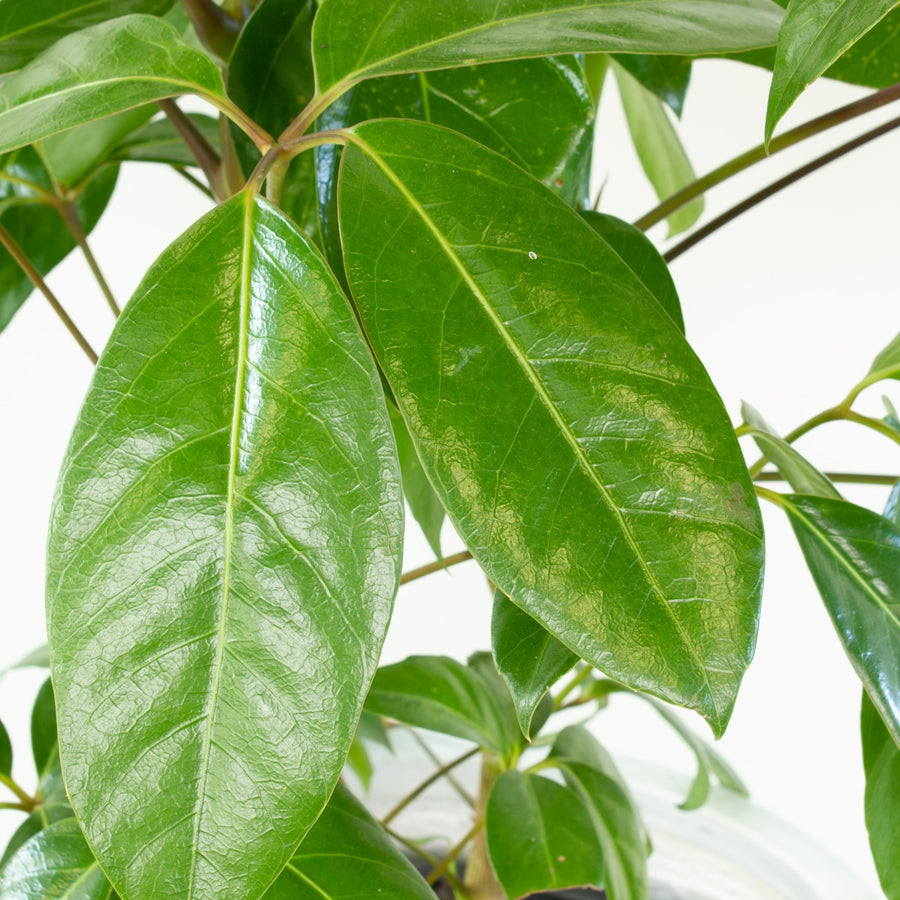 Schefflera Amate 'Umbrella Plant' 25cm pot (100+cm tall) |My Jungle Home|