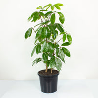 Schefflera Amate 'Umbrella Plant' 25cm pot (100+cm tall) |My Jungle Home|