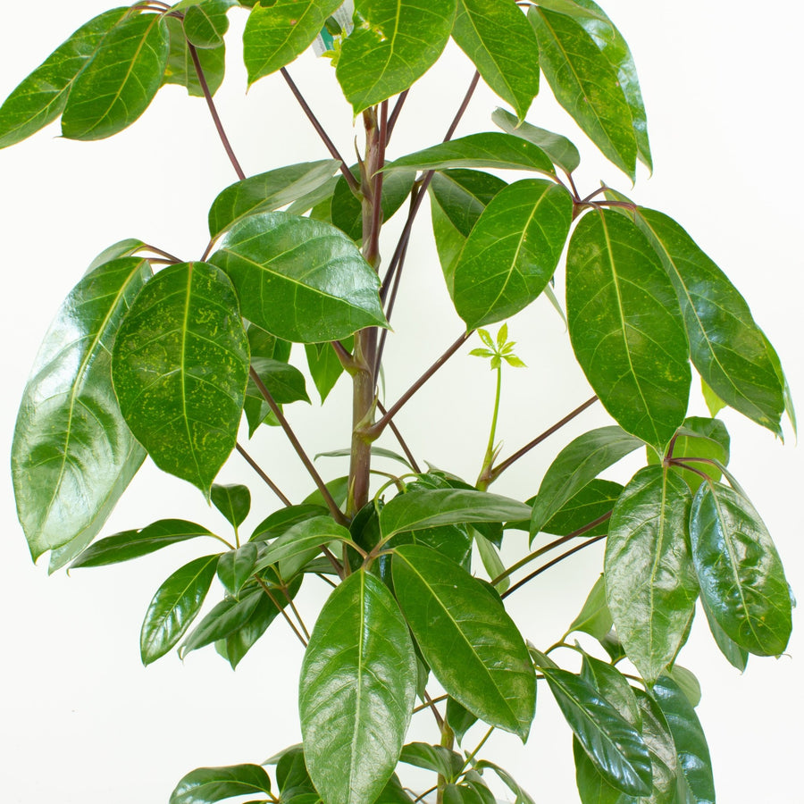 Schefflera Amate 'Umbrella Plant' 25cm pot (100+cm tall) |My Jungle Home|