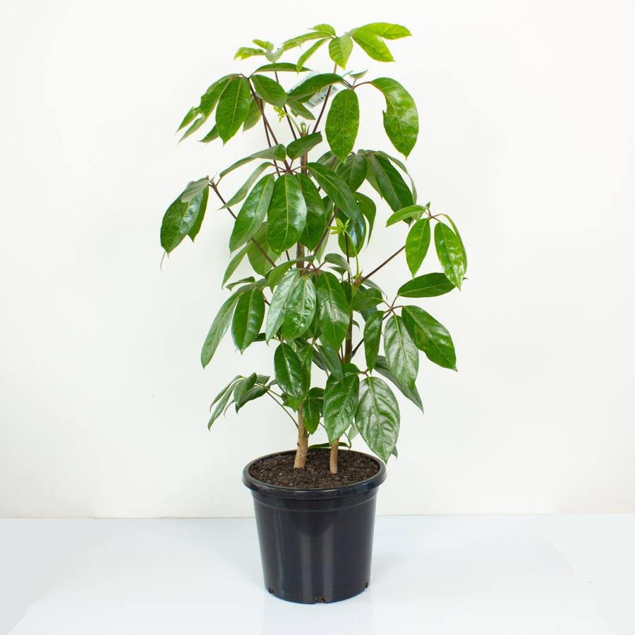 Schefflera Amate 'Umbrella Plant' 30cm pot |My Jungle Home|