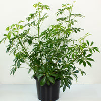 Schefflera Arboricola Mini Umbrella Plant 30cm pot |My Jungle Home|