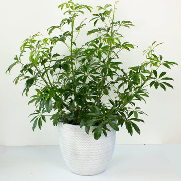 Schefflera Arboricola Mini Umbrella Plant 30cm pot |My Jungle Home|