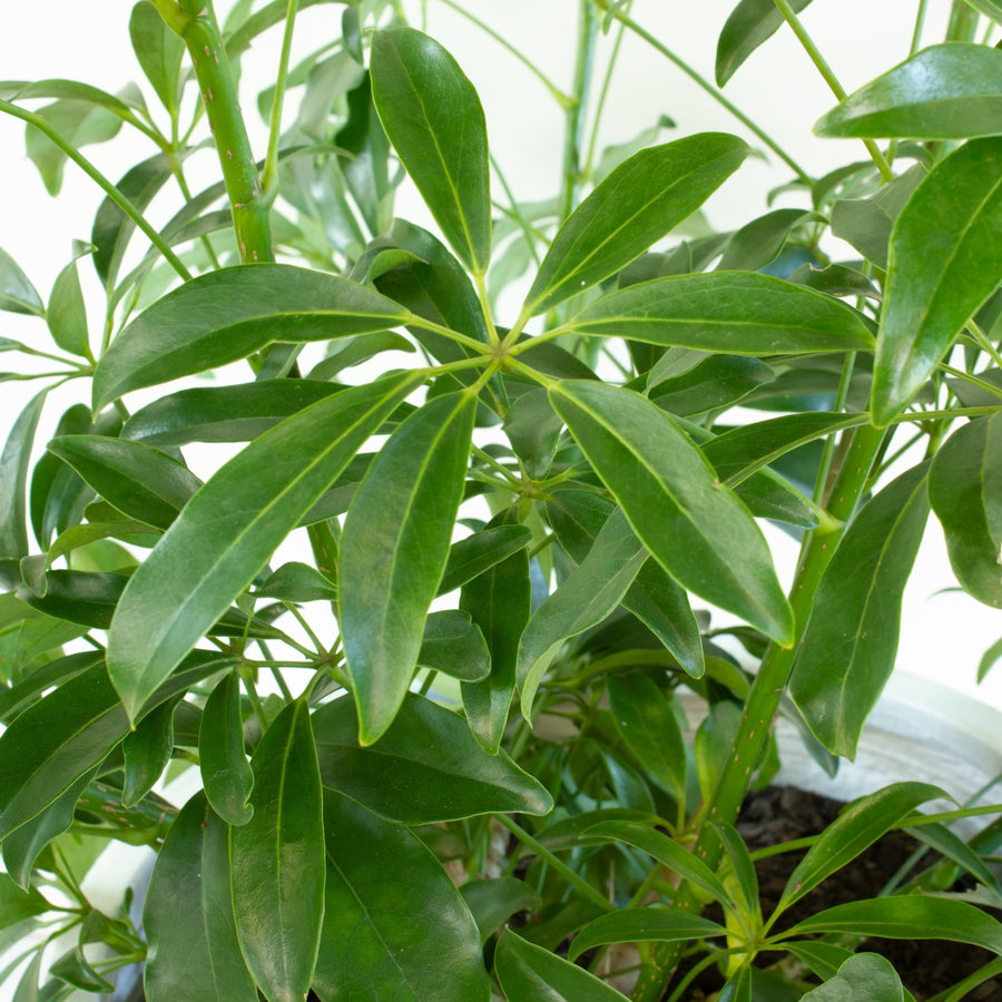 Schefflera Arboricola Mini Umbrella Plant 30cm pot |My Jungle Home|