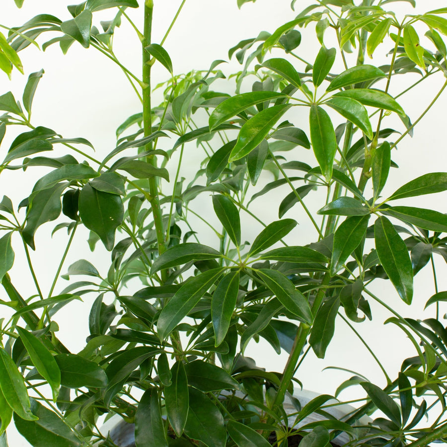 Schefflera Arboricola Mini Umbrella Plant 30cm pot |My Jungle Home|