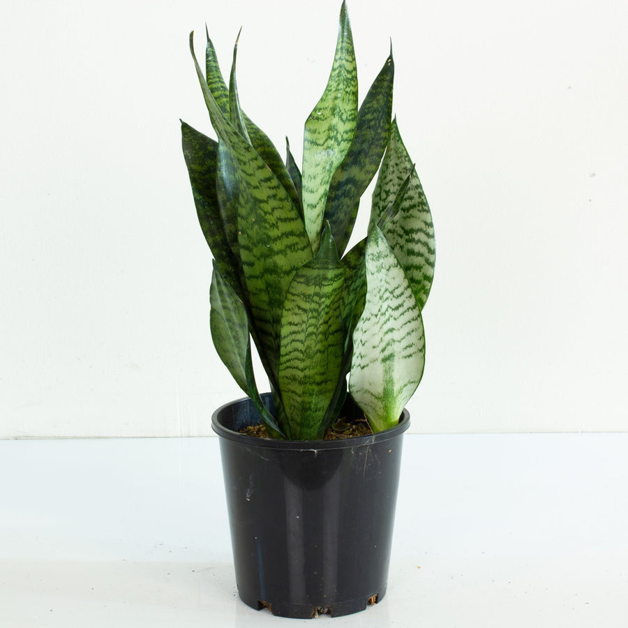 Snake Plant ‘Sansevieria Robusta’ 18cm Pot |My Jungle Home|