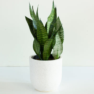 Snake Plant ‘Sansevieria Robusta’ 18cm Pot |My Jungle Home|